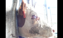  Eye issues: Pinkeye is a complex disease that causes significant production losses and animal welfare issues for cattle producers. Photo: Pamela Lawson.