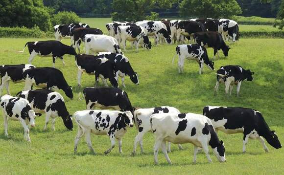 Extent of milk losses experienced due to unseen BVD revealed