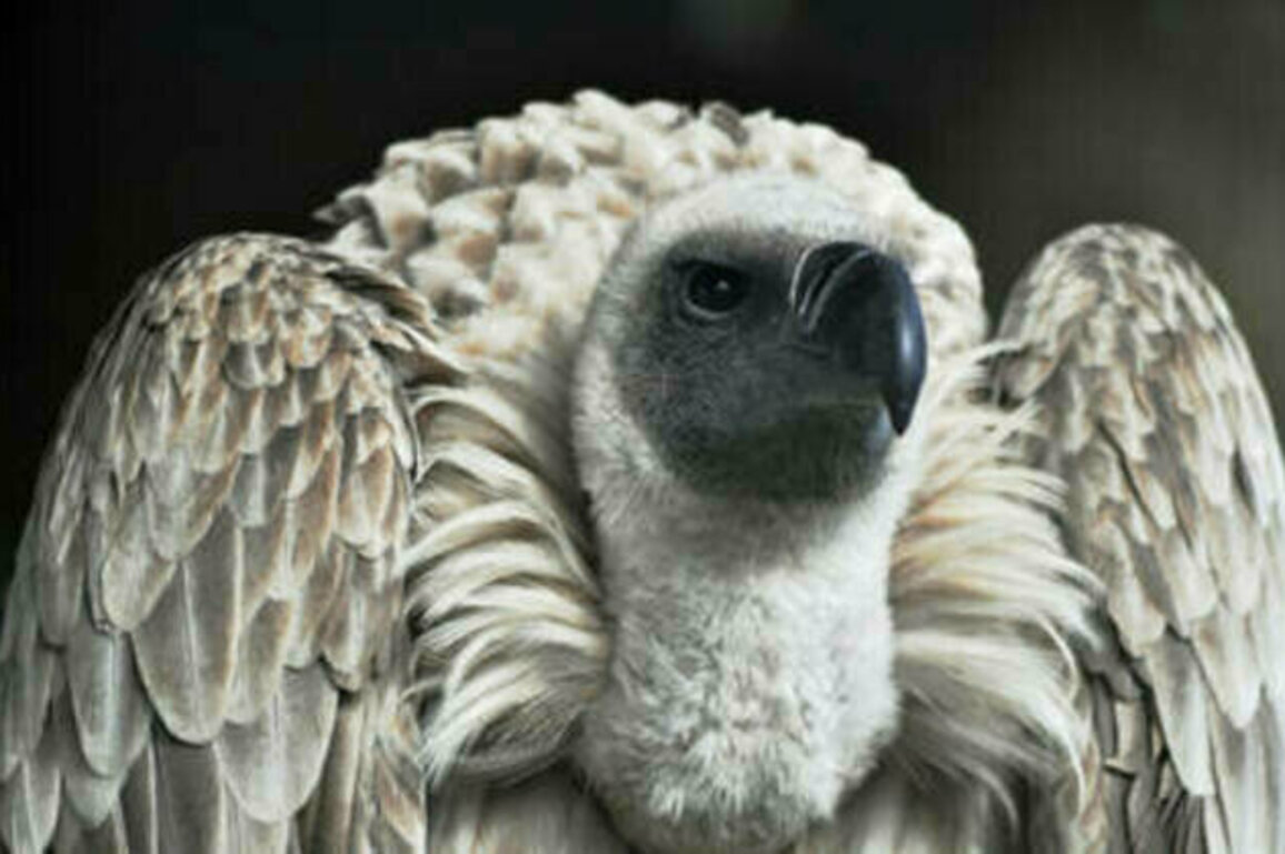 South African breeding program welcomes new baby vultures (PHOTOS, VIDEO)