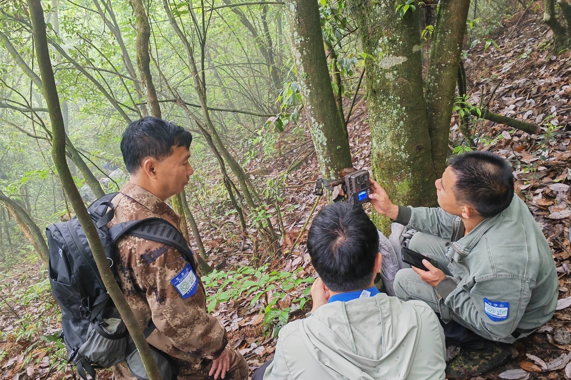 CHINA-GUIZHOU SNUB-NOSED MONKEY-MONT FANJINGSHAN-PROTECTION (CN)