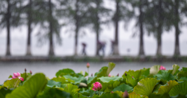 CHINA-HUBEI-WUHAN-LOTUS-SCENERY (CN)