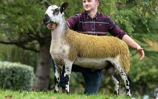 Bluefaced Leicester rams peak at £20,000 for crossing types at Carlisle
