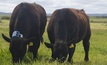 Sensors to improve livestock productivity