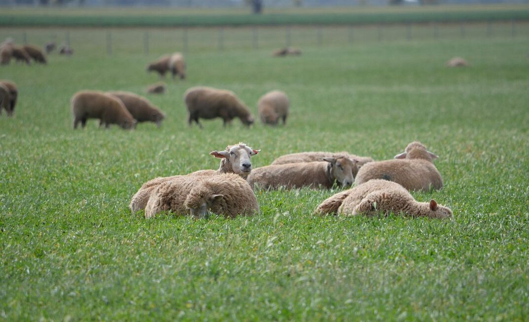 Sound ewe lamb management can play a big role in future production.