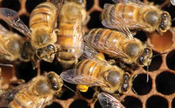 Teenagers damage machinery on farm and vandalise hive boxes killing more than 3,000 bees