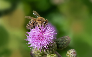 Defra rejects farmers' bid for emergency use of bee-killing pesticide