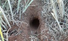 The GRDC and CSIRO are urging grain growers to monitor for mouse numbers. Image courtesy GRDC.