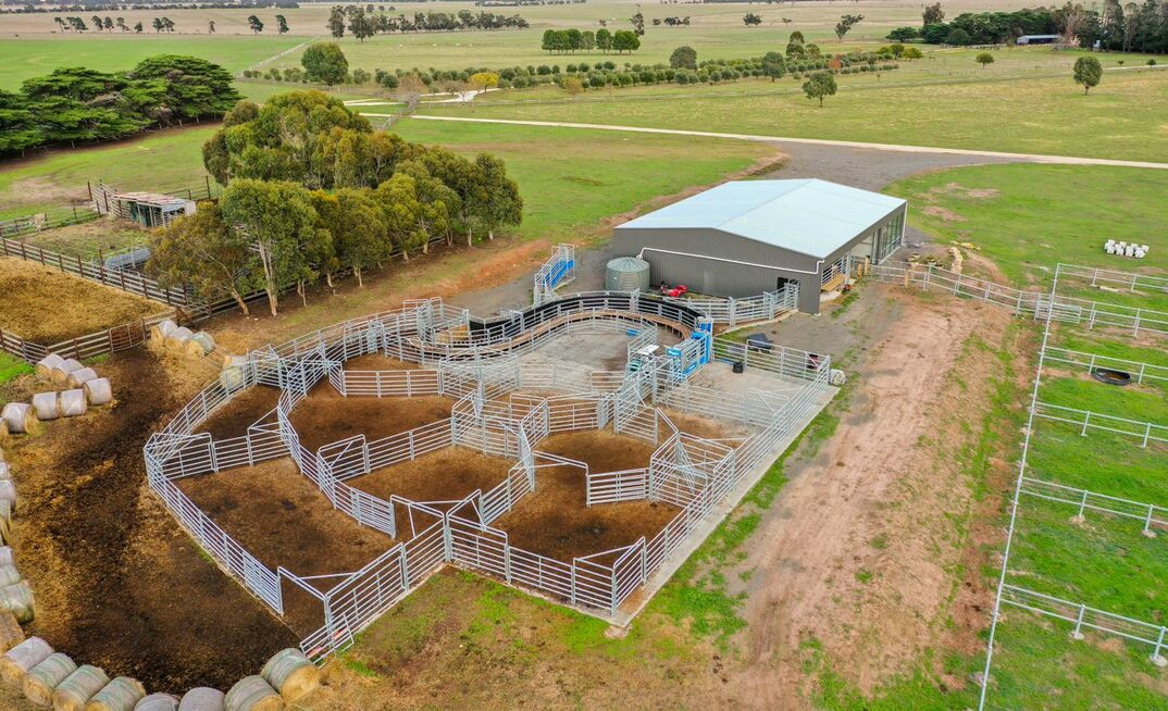 Speeding up cattle work in Victoria
