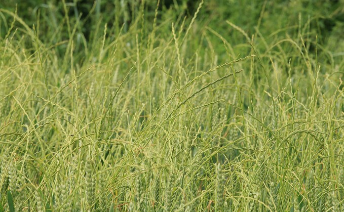 Italian ryegrass was one of the grasses tested by researchers