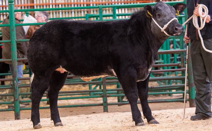 British Blue heifer from Messrs Sedgley which sold for £3,200