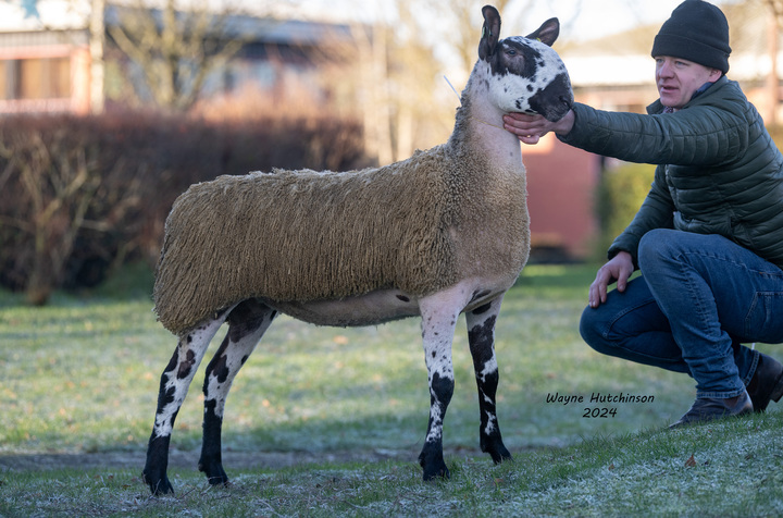 Ewe hogg from Jack Buckle which sold for 8,000gns