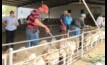 An EID survey is available for sheep and goat producers in Tasmania.
