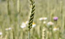 New data modelling predicts an average wheat yield this year.