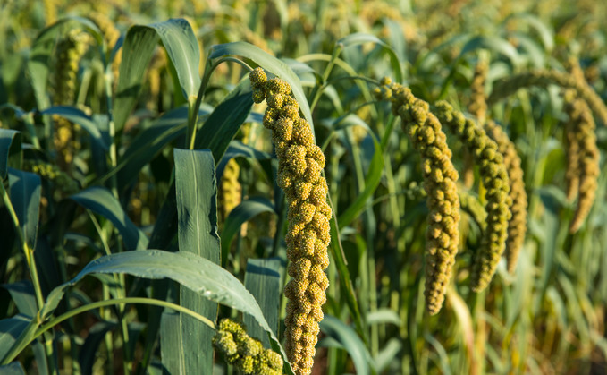 Growing fresh opportunities with novel crops