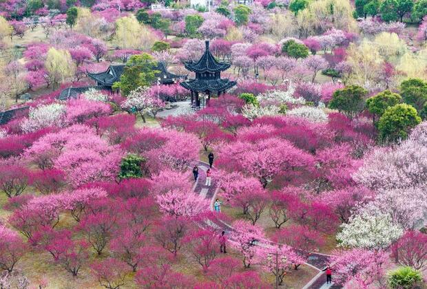 EcoChina | Flowers bloom across China