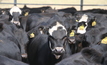Trigg's MD predicts tripling of resources