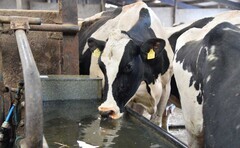 Heat stress in pregnant dairy cows could impact autumn-born calves