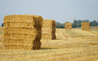 Straw prices set to rise as dry season squeezes supply and quality