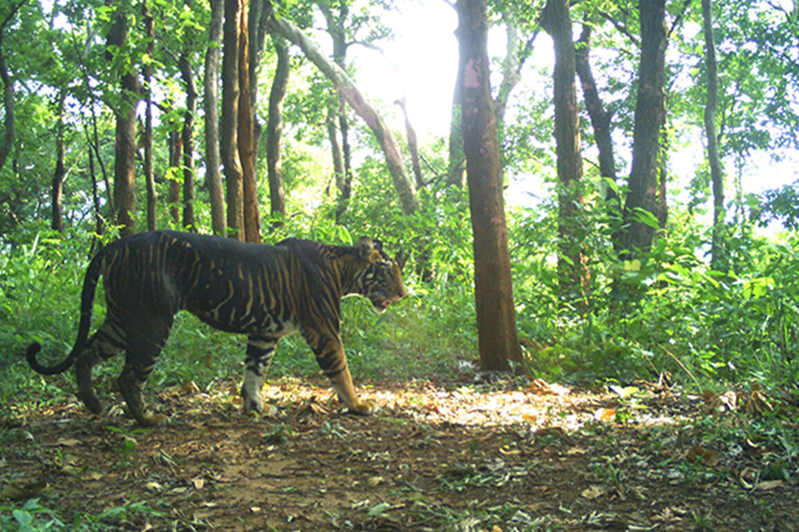 Odisha: Rare melanistic tiger skin seized in Similipal, 12 arrested, main accused absconding
