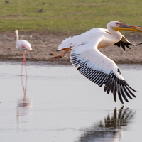 KENYA-KAJIADO-AMBOSELI NATIONAL PARK-WILDLIFE
