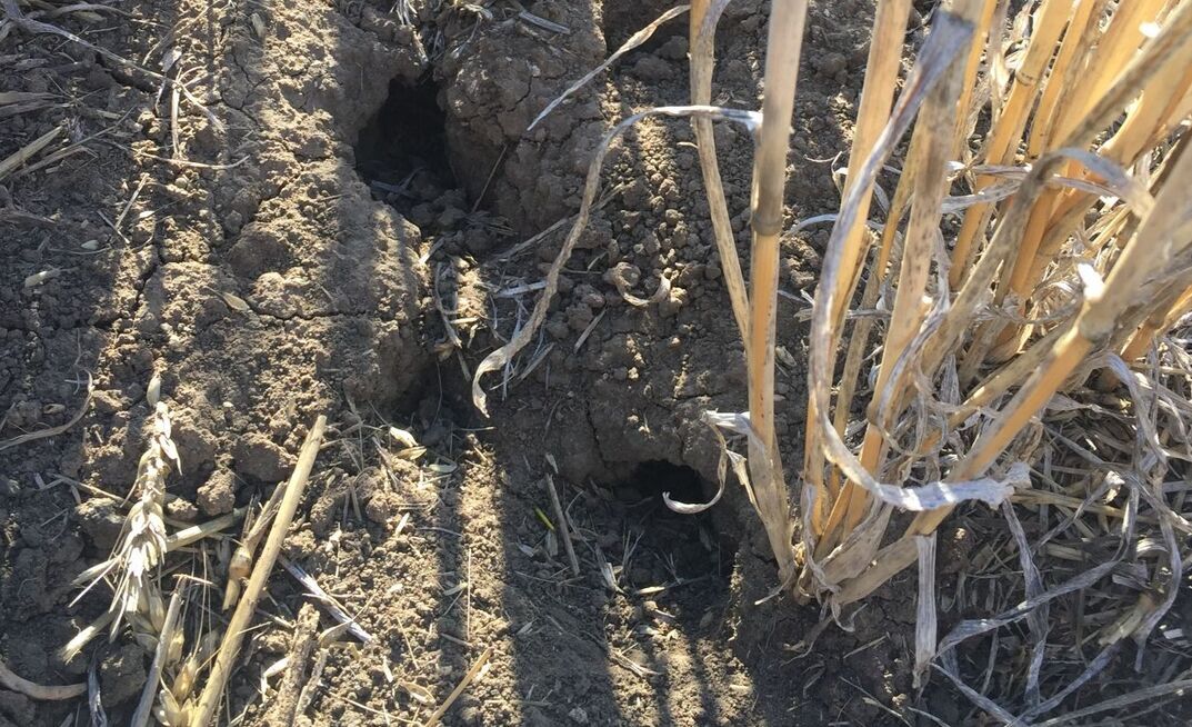Grain growers struggling to control mice may not have all the tools available to them as ZP50 bait remains unavailable.