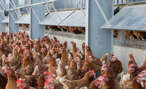 Mandatory housing measures removed as bird flu risk reduced