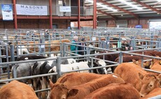 Store cattle price inflation remains above the deadweight market