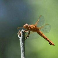 Humans are killing helpful insects in hundreds of ways - simple steps can reduce the harm