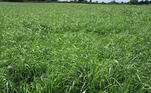 Getting the most out of a grassland reseed
