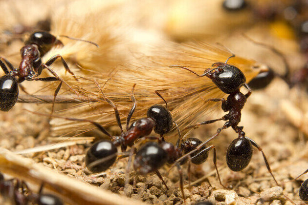 Airport police arrest man with over 2,000 live ants