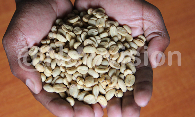 UCDA markets Uganda's coffee in Russia UCDA markets Uganda's coffee in Russia