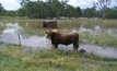 Flash floods hurting NSW farmers