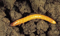 Potato crops increasingly at risk of wireworm