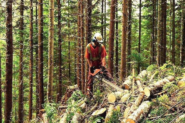 Some protest plan to thin New Jersey forest to protect from fire