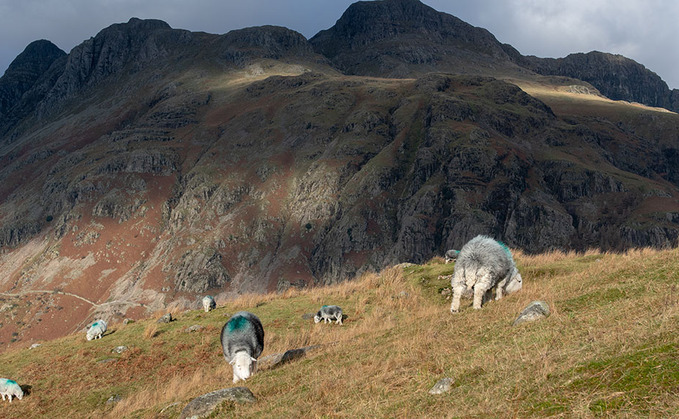 From the editor: Uplands in need of greater respect in farm policy transition