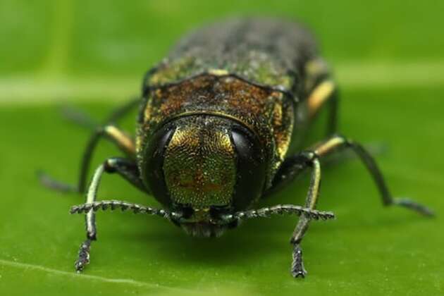 This tree-killing beetle revealed its presence in B.C. when it flew into the wrong person