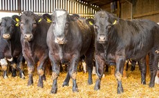 DNA data could benefit the beef industry