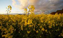  Genetically modified crops such as canola will be able to be planted in South Australia next year.