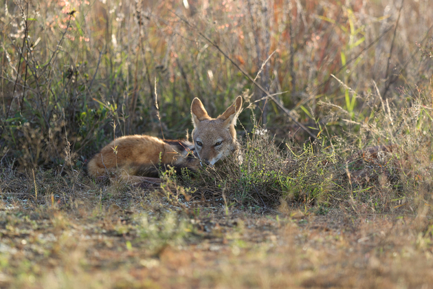 SOUTH AFRICA-GAUTENG-DINOKENG GAME RESERVE-BIOLOGICAL DIVERSITY