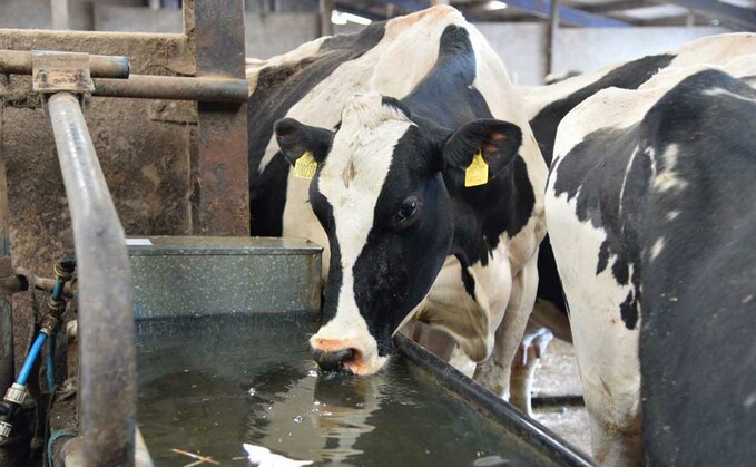 The effects of heat stress during gestation can be significant.