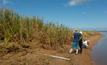  Pesquisa mostrou que plantas têm capacidade de reduzir contaminação da água por minério de ferro/Divulgação