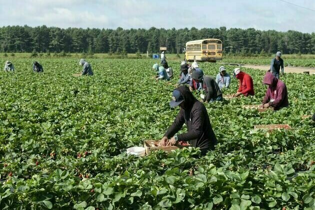 Farm certification could make Canada's farms fairer for migrant workers