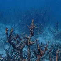 Safe no more: off-the-charts marine heat has severely damaged Ningaloo and other pristine coral reefs