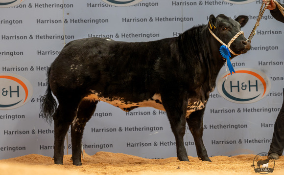 Show potential calves top at £15,000 at Carlisle