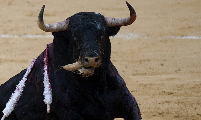 Bull wounds anti-bullfighting activist Bull wounds anti-bullfighting activist
