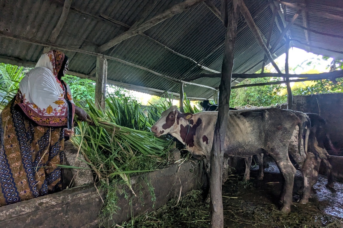 TANZANIA-ZANZIBAR-CHINESE JUNCAO TECHNOLOGY-FARMING