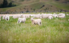 Irish sheep farmers raise New Zealand FTA concerns
