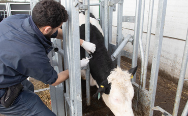 Farmers face uncertainty after APHA confirms to bTB compensation error