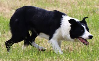 Sales round up: Dot tops dogs at £16,300, online sheep sales to £8,100 twice, dairy sales reach £4,200