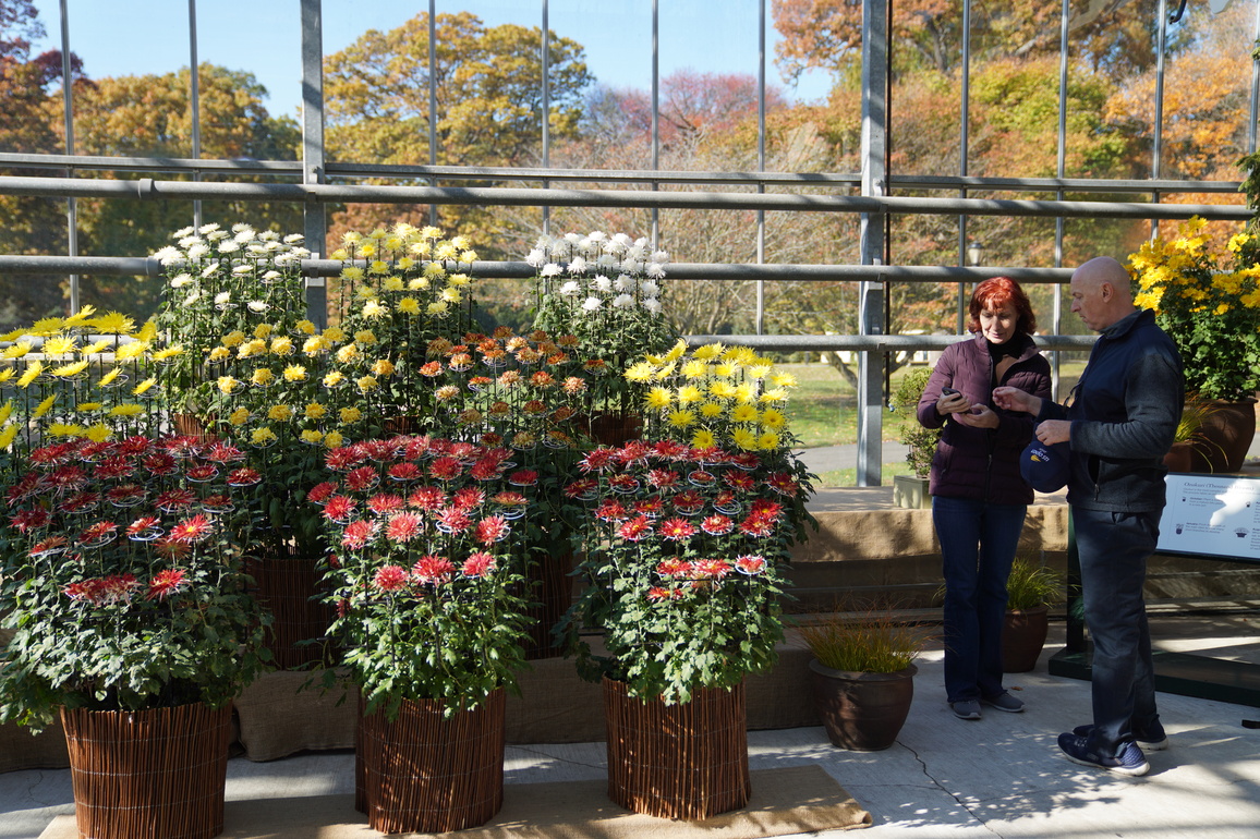 U.S.-NEW YORK-CHRYSANTHEMUMS-SHOW